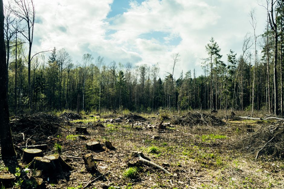 Land being cleared of trees and brush